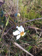 Kielmeyera variabilis
