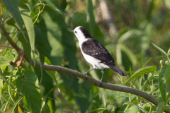 Fluvicola albiventer