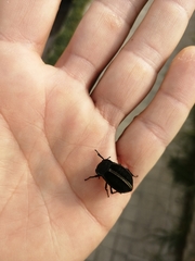 Alphasida argenteolimbata