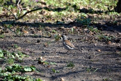 Turdus pilaris