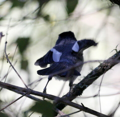 Trochocercus cyanomelas