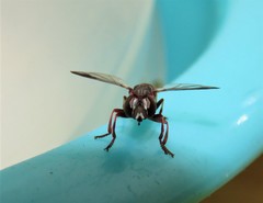 Physocephala abdominalis