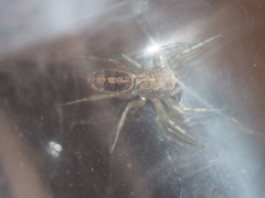 Cosmophasis ombria