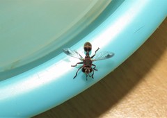 Physocephala abdominalis