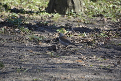 Turdus pilaris