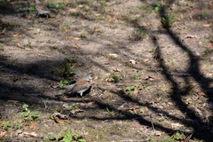 Turdus pilaris