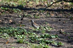 Turdus pilaris
