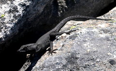 Hemicordylus capensis
