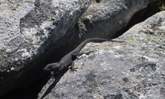 Hemicordylus capensis