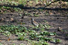 Turdus pilaris