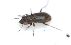 Notiophilus biguttatus