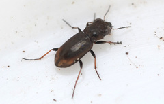 Notiophilus biguttatus
