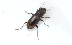 Notiophilus biguttatus