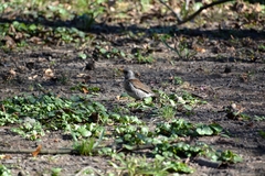 Turdus pilaris