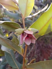 Duguetia furfuracea