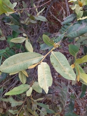 Duguetia furfuracea