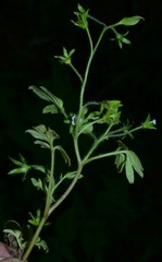 Phacelia ranunculacea