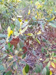Duguetia furfuracea