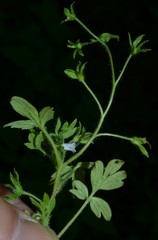 Phacelia ranunculacea