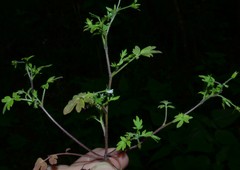 Phacelia ranunculacea