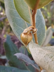 Duguetia furfuracea