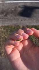 Lepidoptera