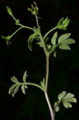 Phacelia ranunculacea