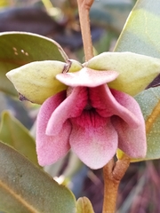 Duguetia furfuracea