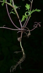 Phacelia ranunculacea