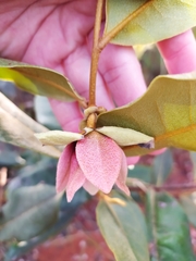 Duguetia furfuracea
