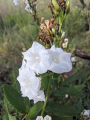 Ipomoea squamisepala