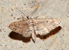 Eupithecia longidens