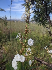 Ipomoea squamisepala