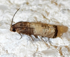 Epiblema desertana