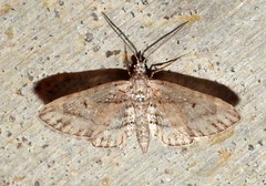 Eupithecia longidens