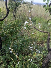 Ipomoea squamisepala