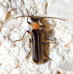 Podabrus quadratus