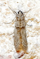 Myelopsis alatella