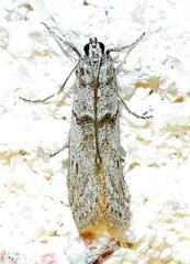Myelopsis alatella