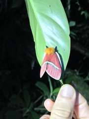 Pseudodirphia menander