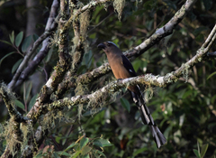 Dendrocitta cinerascens