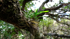 Tridactyle tricuspis