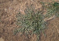 Lepidium navasii