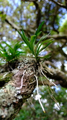 Tridactyle tricuspis