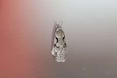 Semioscopis steinkellneriana