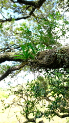 Tridactyle tricuspis