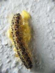 Cotesia glomerata bracovirus