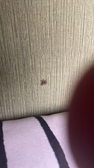 Amblyomma americanum