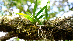 Tridactyle tricuspis