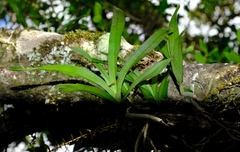 Tridactyle tricuspis